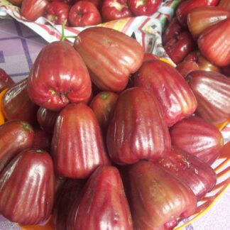 Jambu Delhari