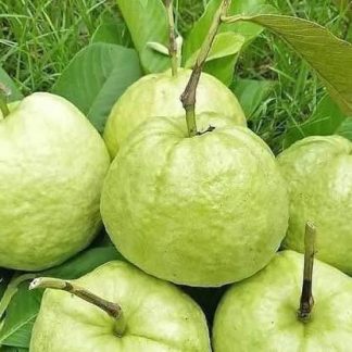 Jambu Crystal /Kg
