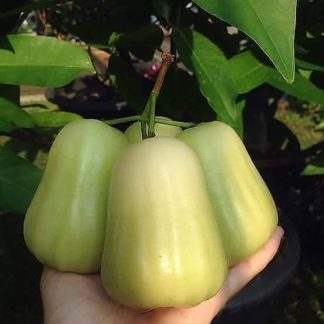 Jambu Madu Deli Hijau /Kg