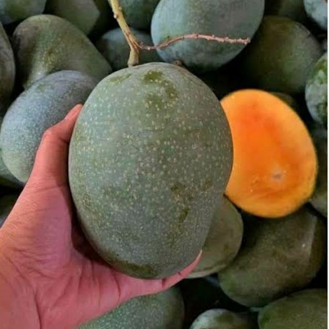 Mangga Madu Manalagi Masak Pohon /Kg